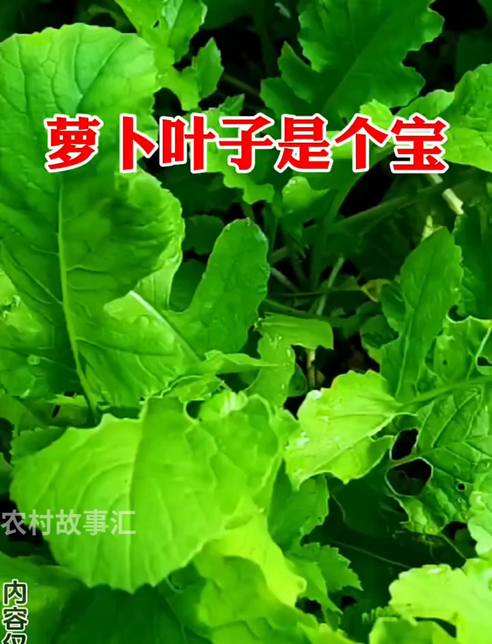 萝卜缨子真是个好宝贝