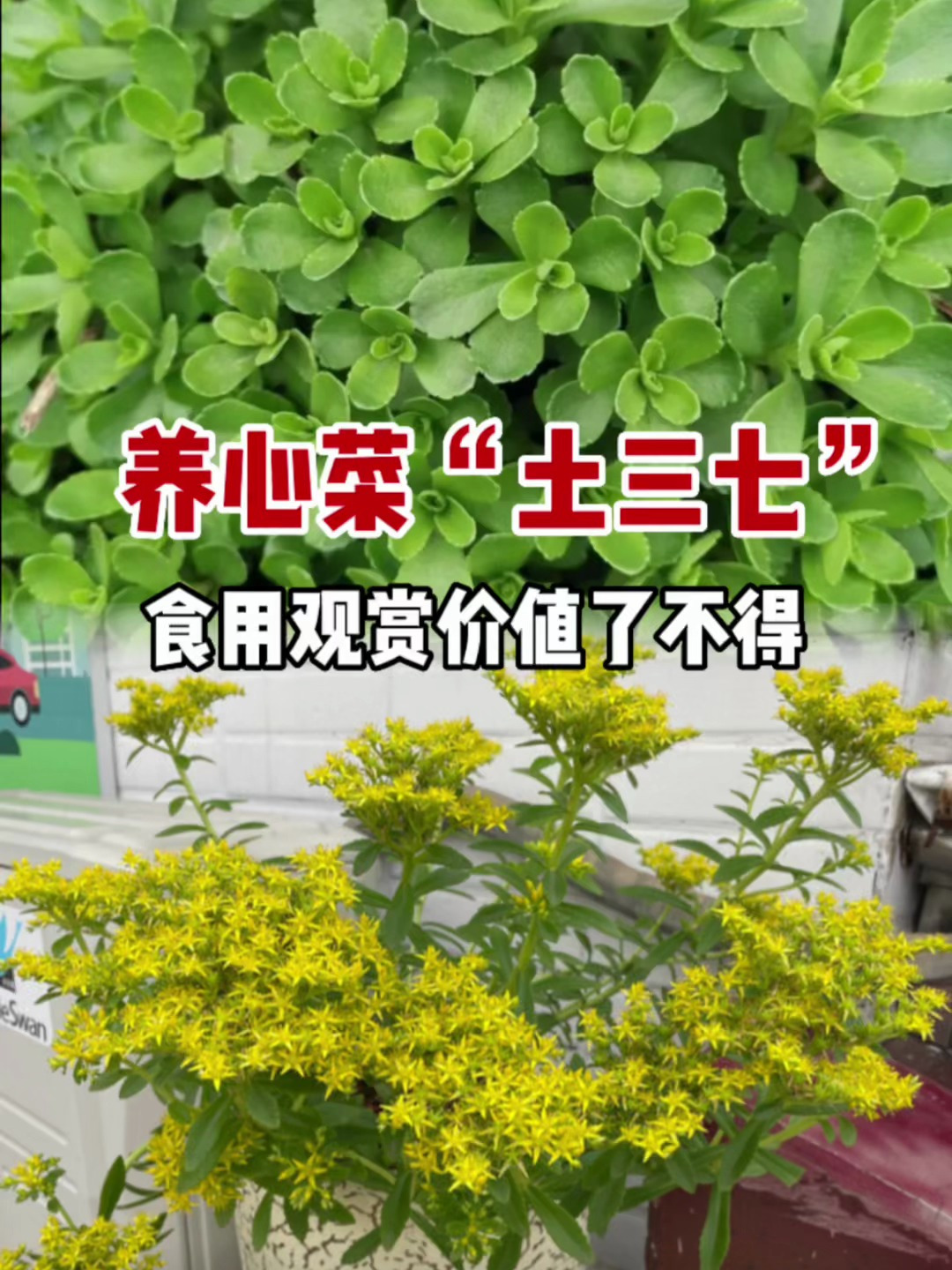 费菜“养心菜”又名土三七,懂的人用它捣碎或做蔬菜,价值珍贵