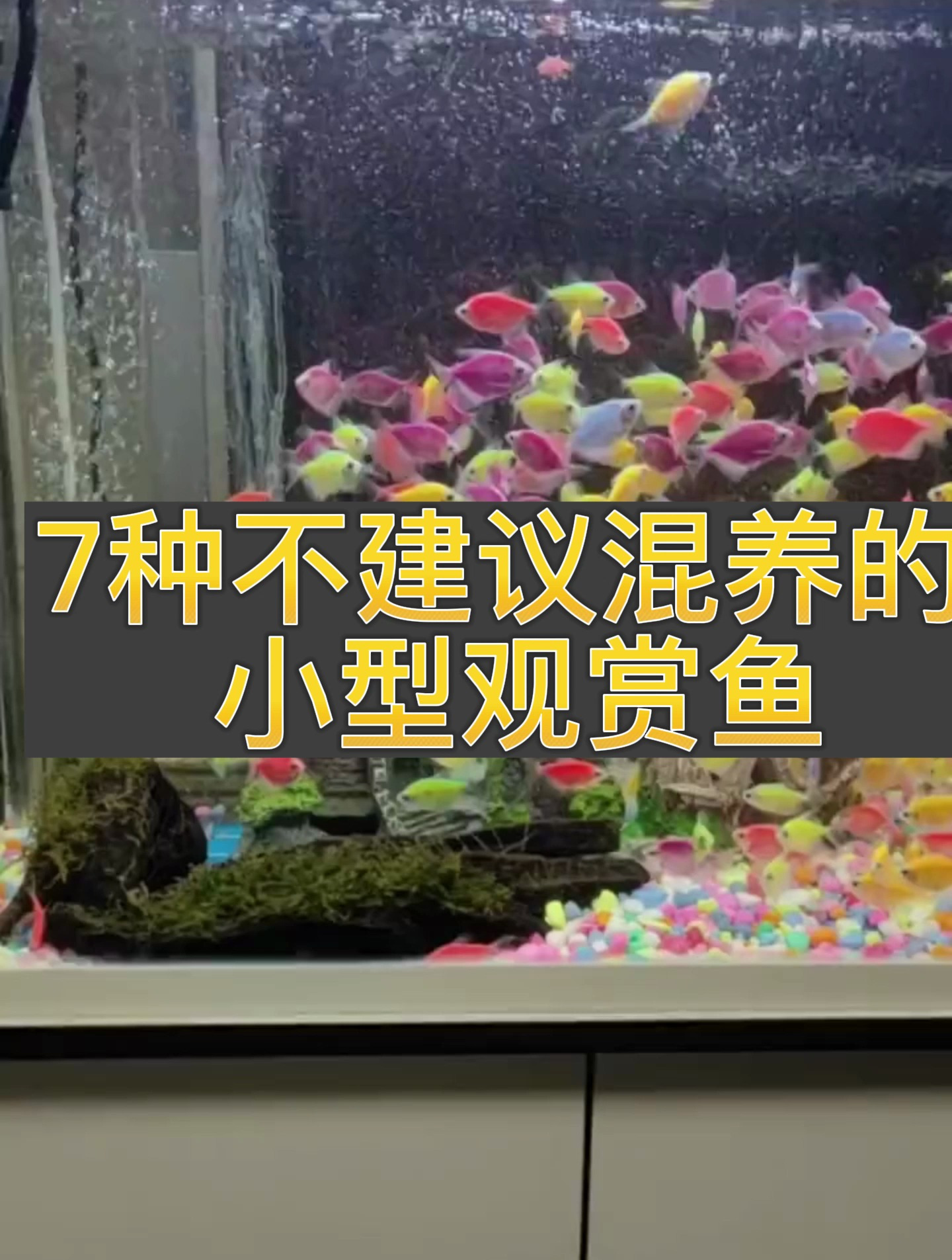 7种不能混养的小型观赏鱼