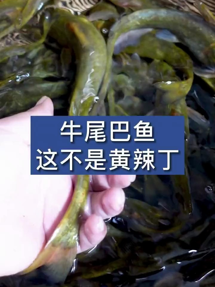 牛尾巴,杂食性鱼类,各地常见的养殖品种