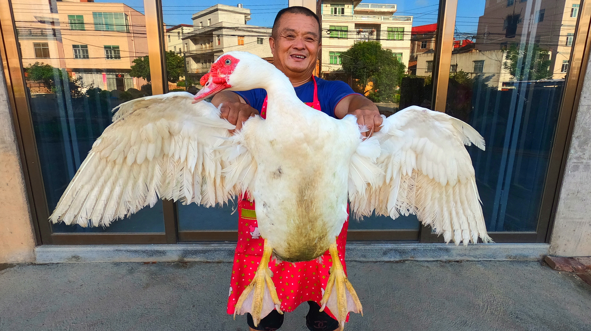 纯粮食喂的13斤大鸭子,做莆田特色菜“滴露鸭”,实在太香了