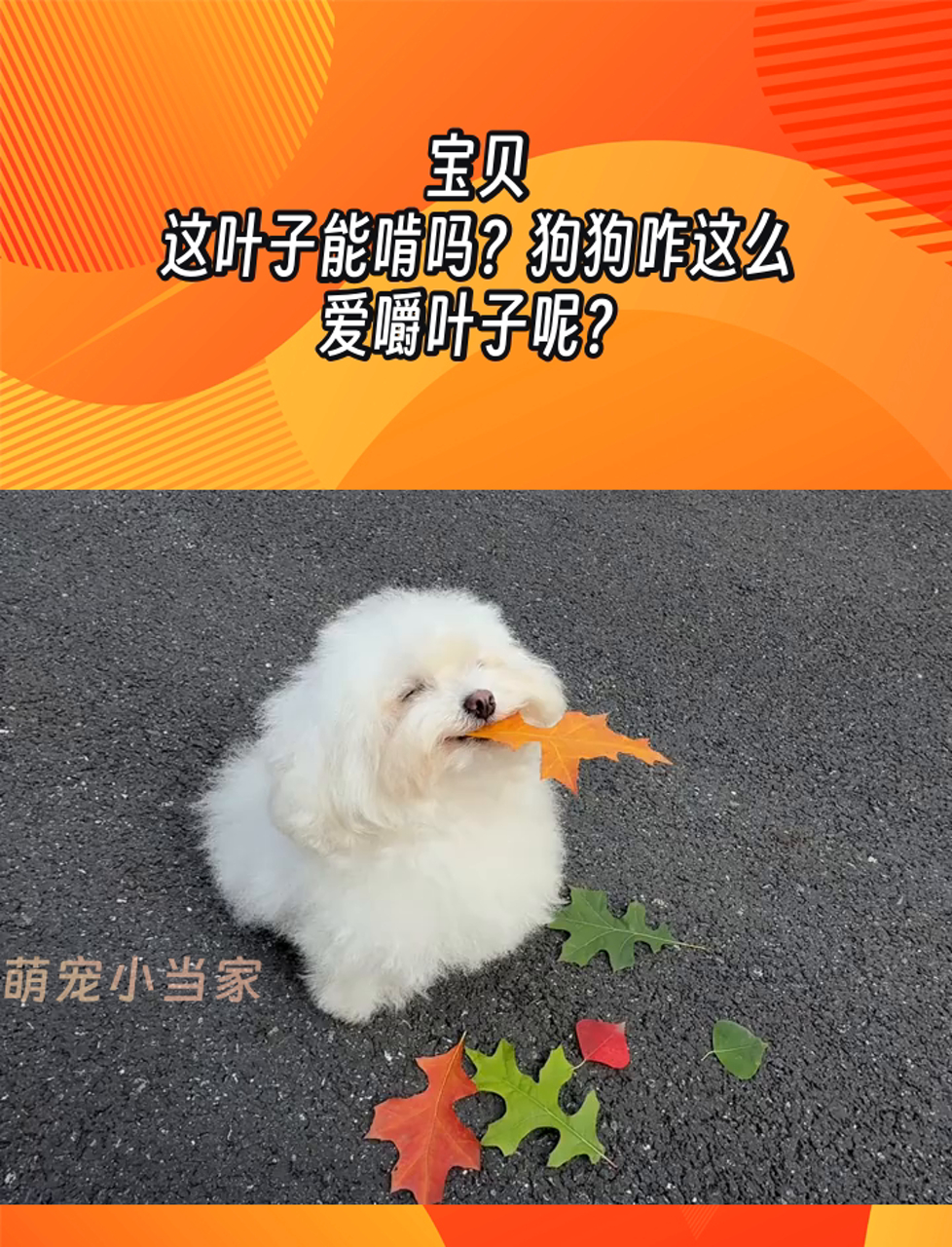 宝贝,这叶子能啃吗?狗狗咋这么爱嚼叶子呢?