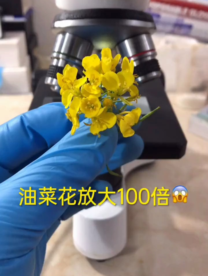 油菜花太漂亮了~