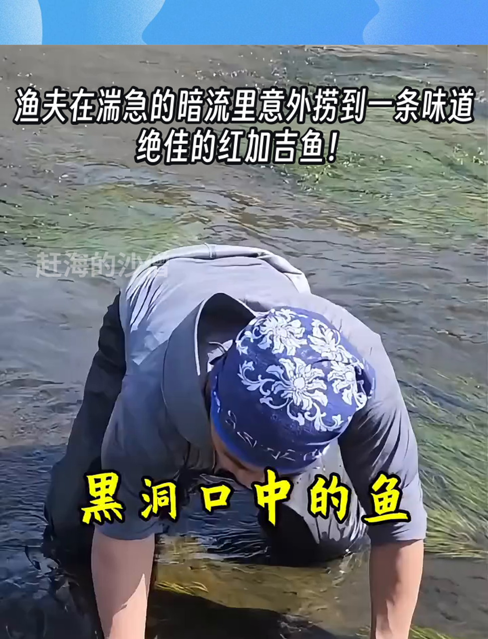 渔夫在湍急的暗流里意外捞到一条味道绝佳的红加吉鱼!