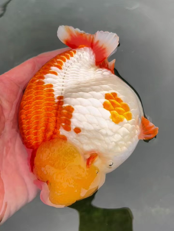元宝体红白兰寿种鱼,娃娃脸