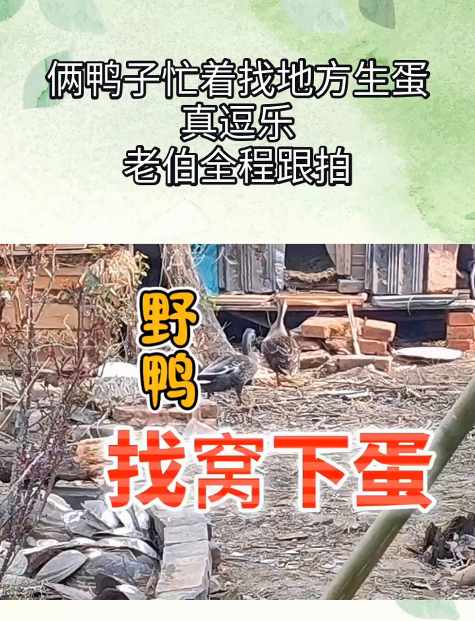 俩鸭子忙着找地方生蛋,真逗乐,老伯全程跟拍