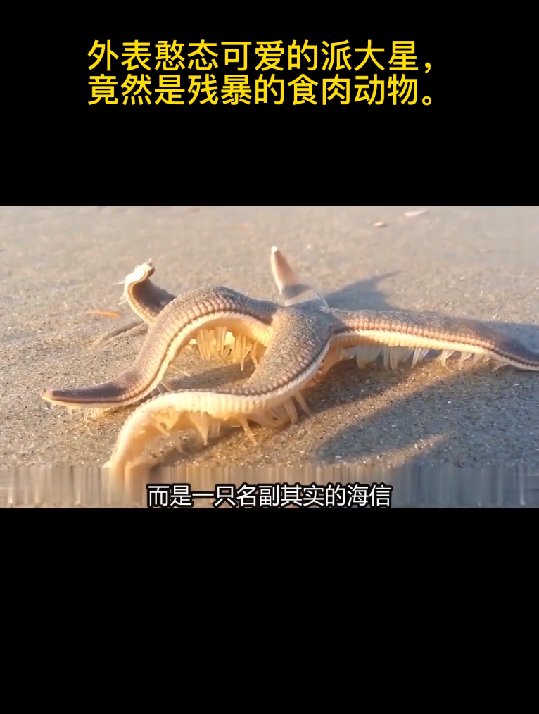 外表憨态可爱的派大星,竟然是残暴的食肉动物