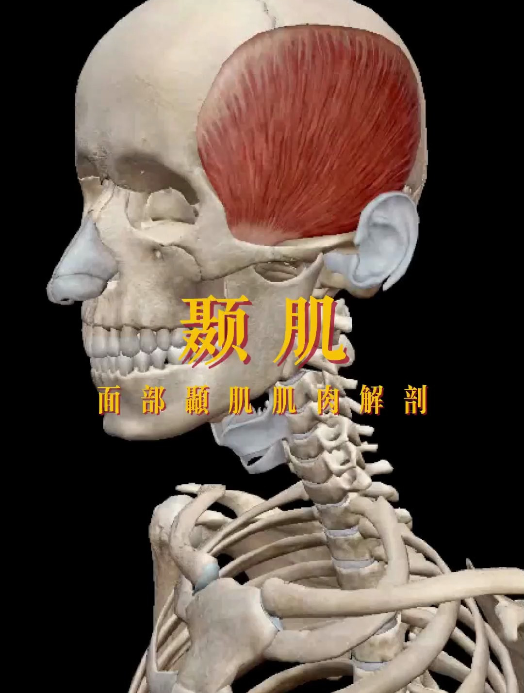 面部颞肌肌肉解剖