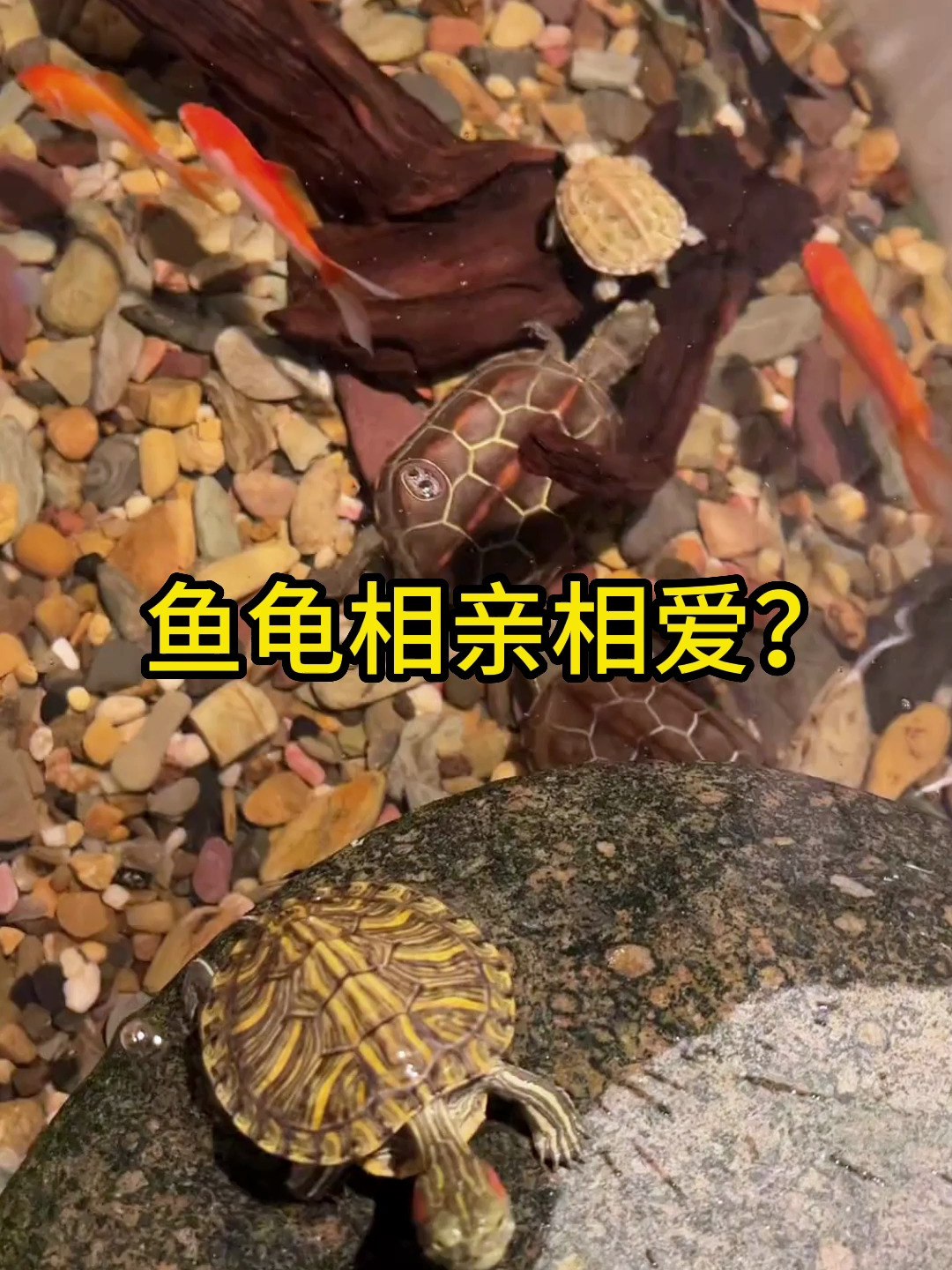鱼龟相亲相爱?看我是如何让它们和平共处的!