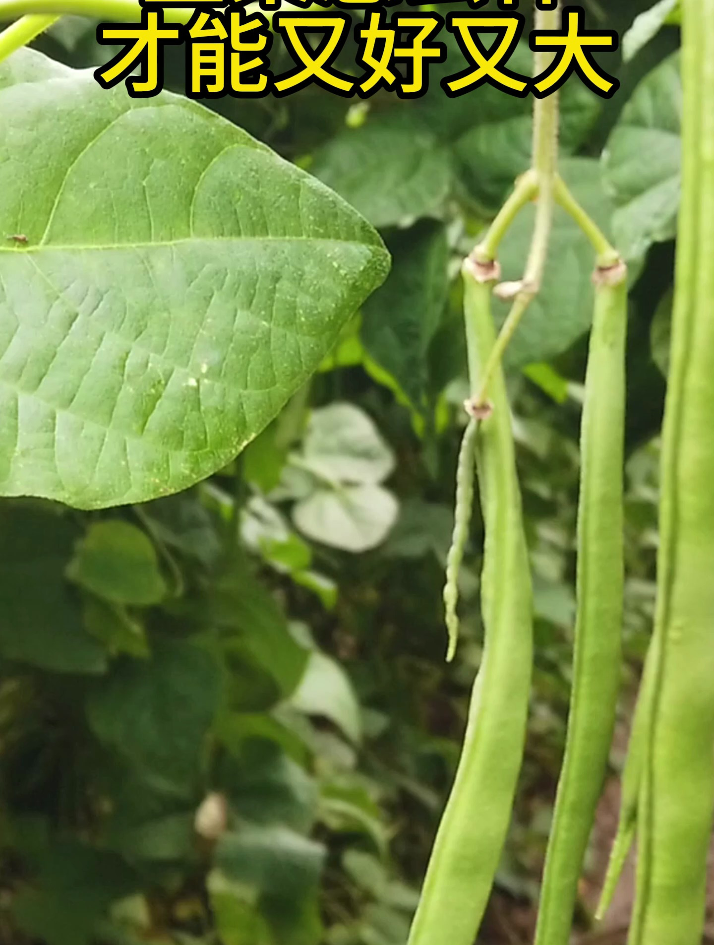 如何种植生菜?教你种植小妙招,生菜叶片油绿长势好!