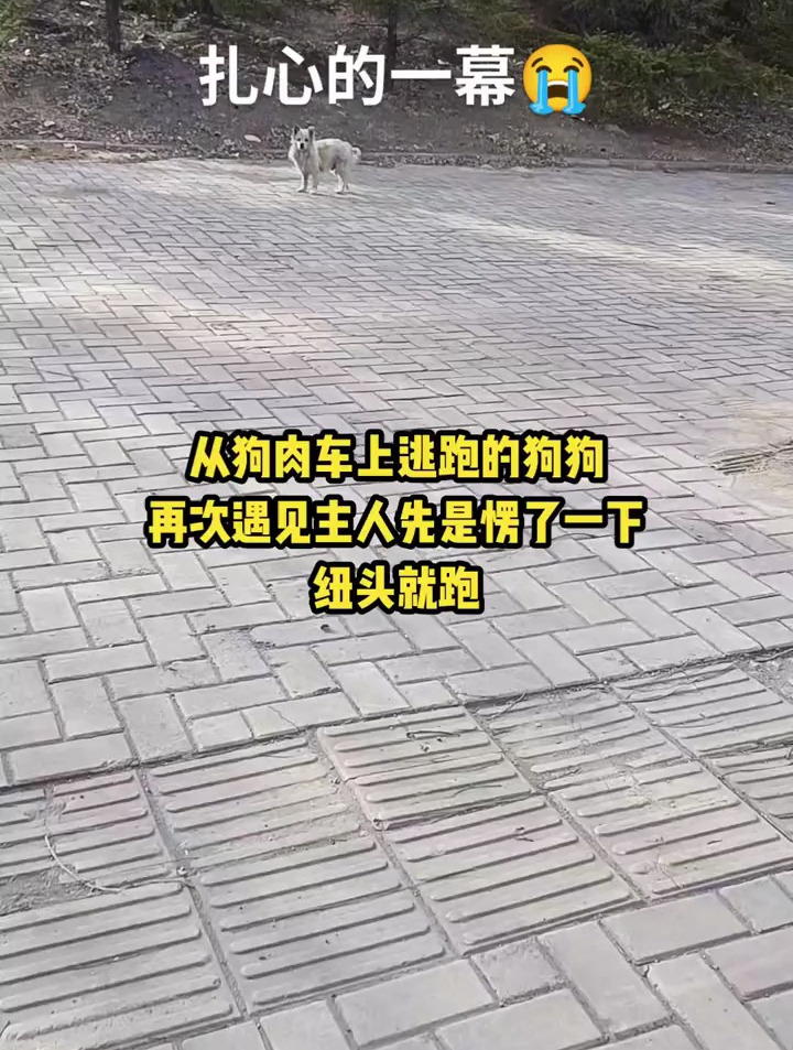 从狗肉车上逃跑的狗狗,再次遇见主人先是愣了一下,扭头就跑