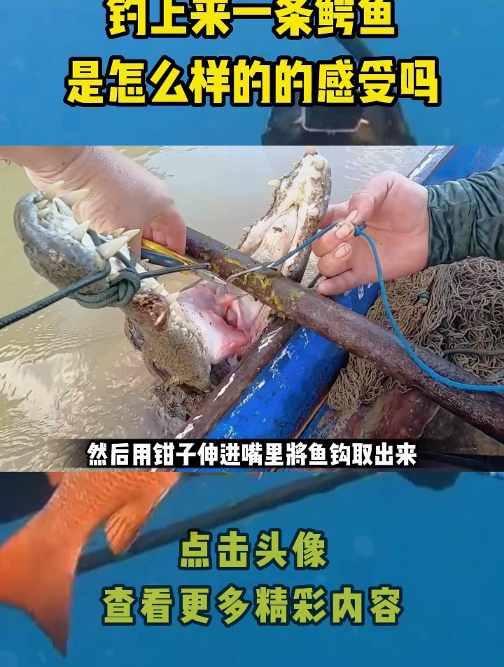 你知道钓鱼钓上来一条鳄鱼,是怎么样的的感受吗?