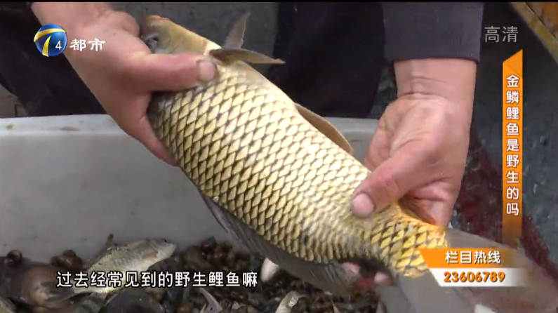 判断鲤鱼是不是野生的?渔民说:关键在于尾巴的这一特征!