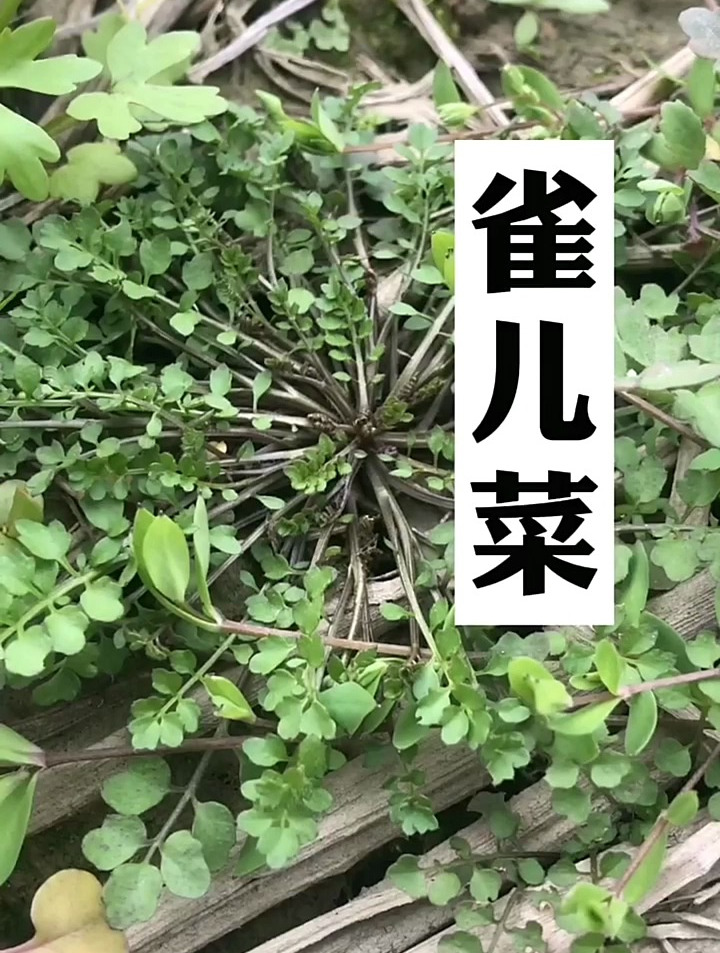 雀儿菜,你们玩过吗