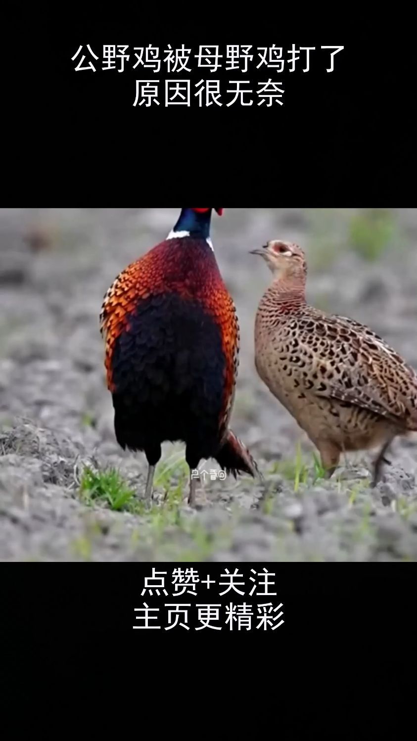 公野鸡被母野鸡打了,原因很无奈!