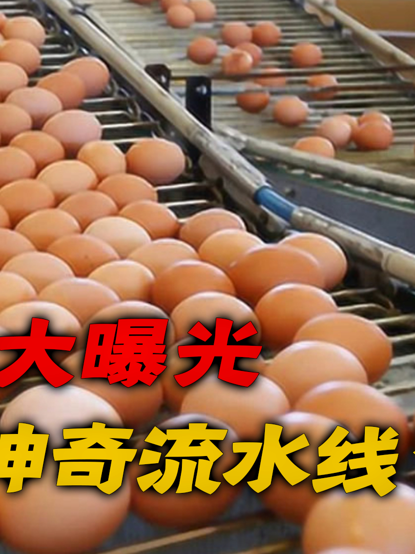 鸡蛋生产大揭秘:超市鸡蛋背后的奇妙之旅,颠覆对鸡蛋的认知!
