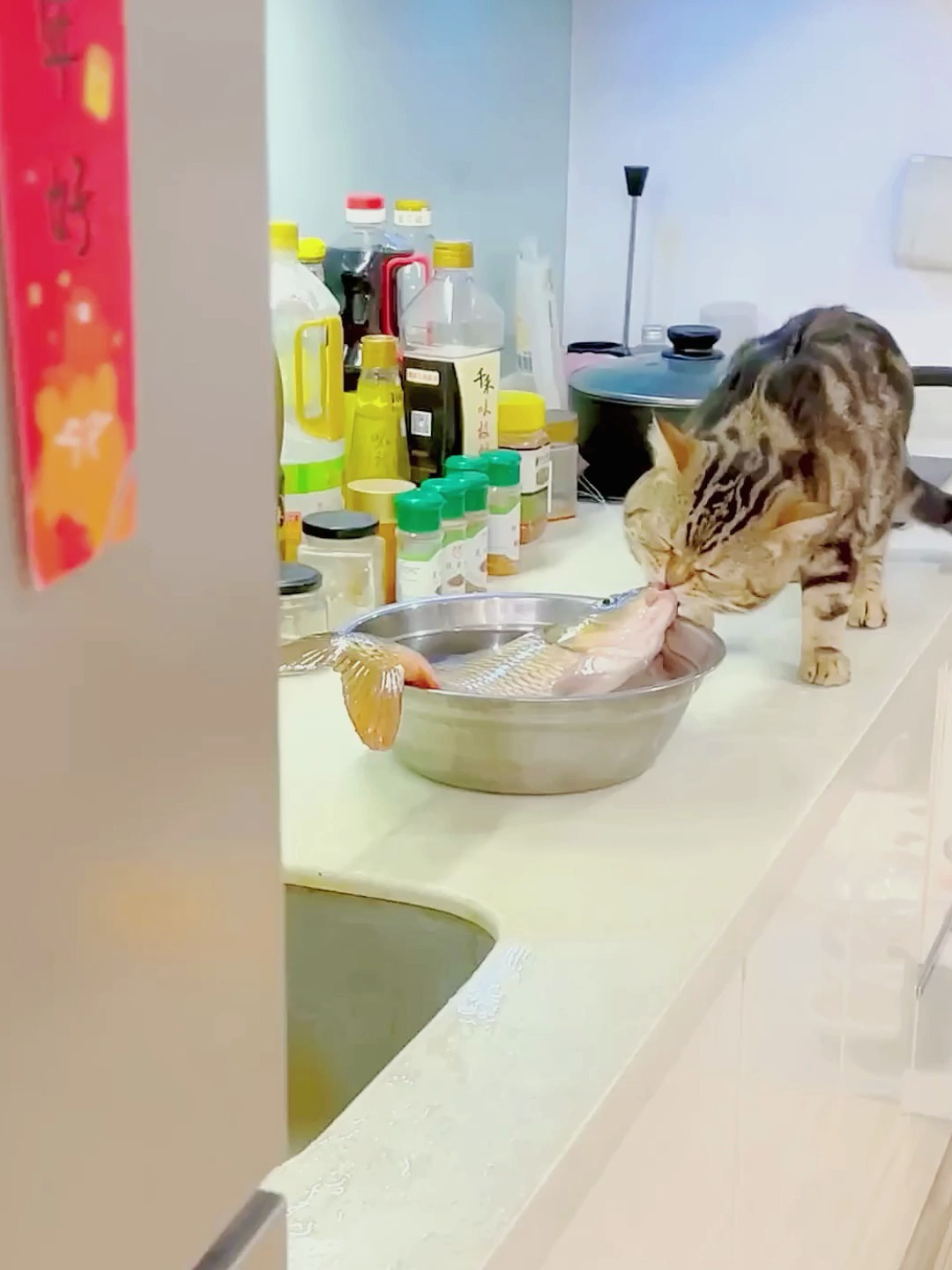 猫咪被鱼儿捉弄了