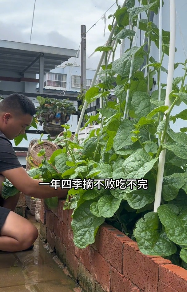 夏天种菜就种木耳菜,它非常耐高温高湿;从五六片叶子就能摘着吃