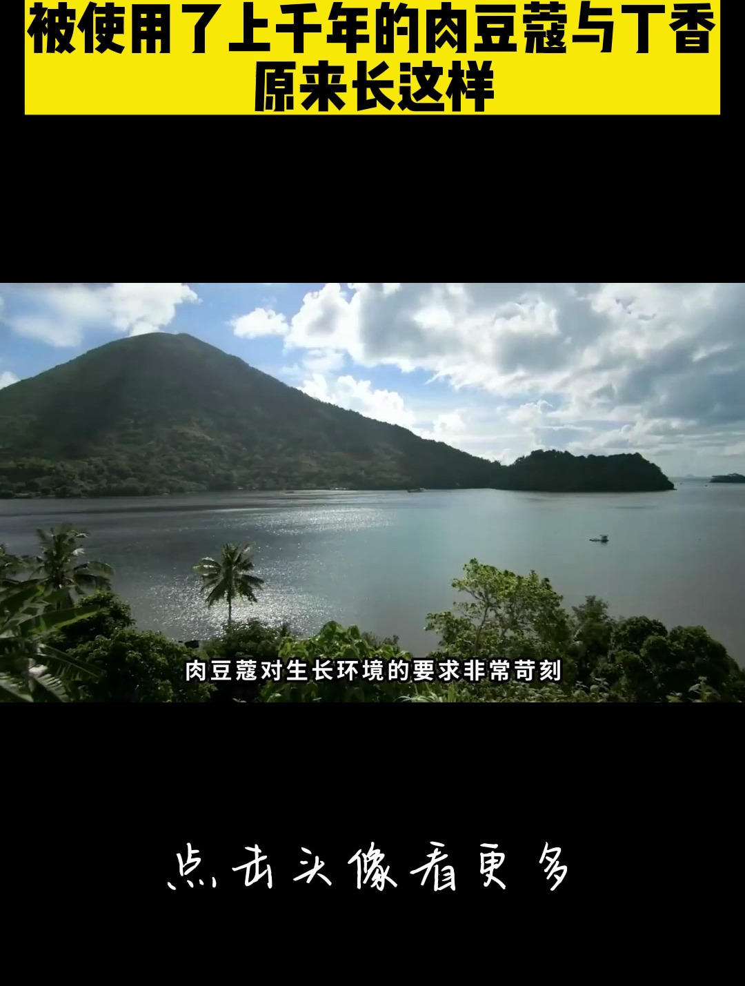 被使用了上千年的肉豆蔻与丁香,原来长这样