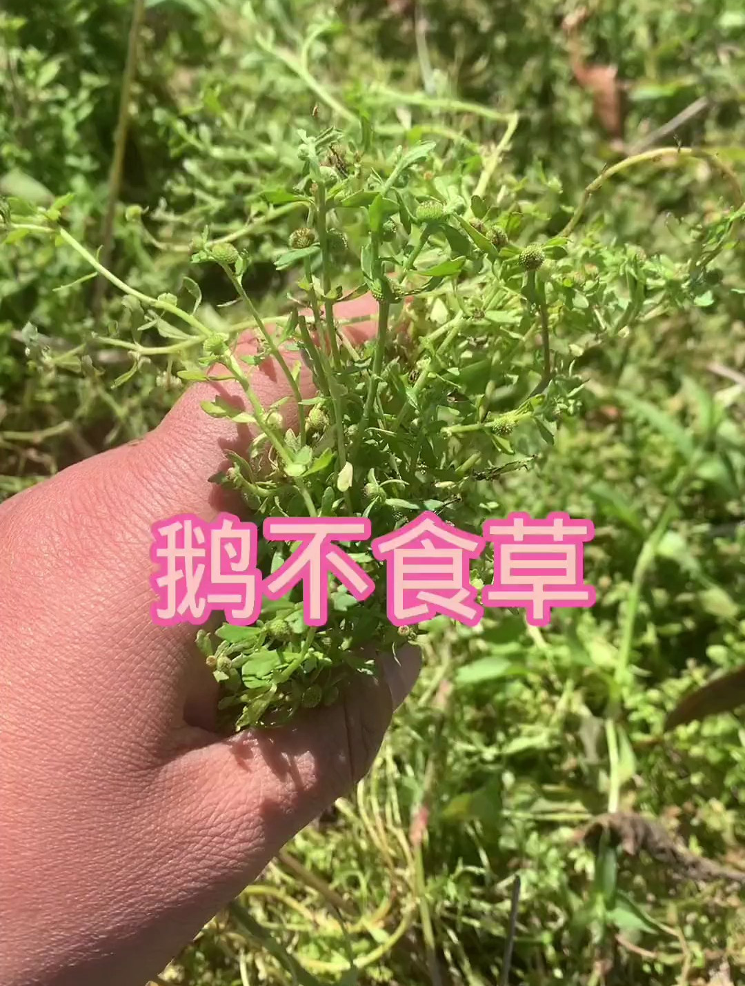 鹅不食草噢。