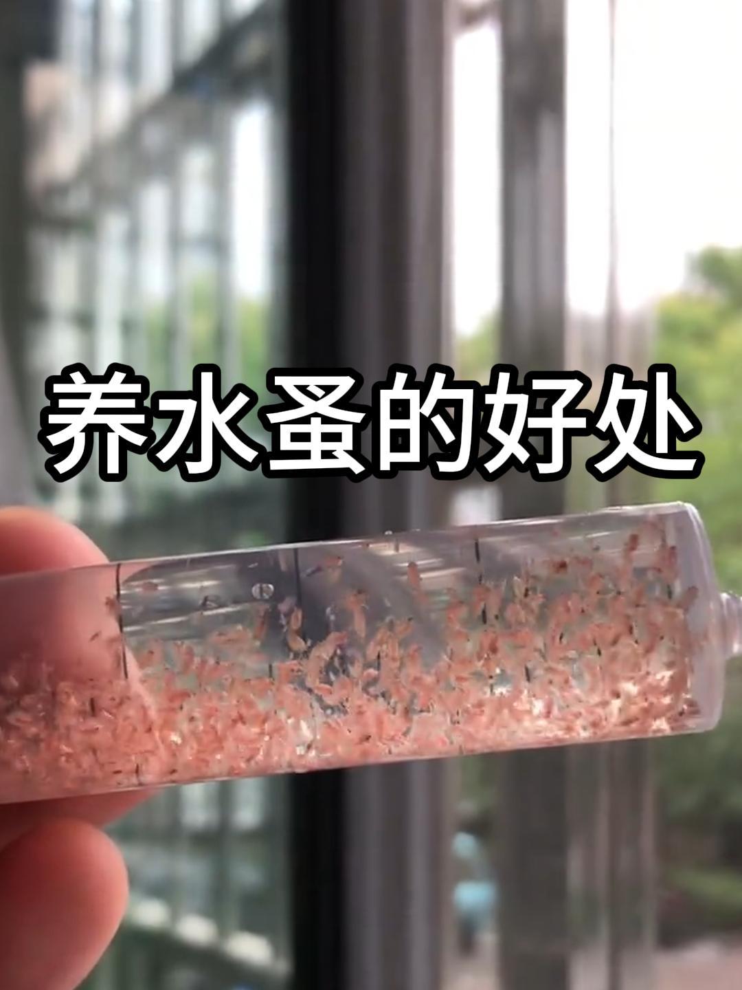 水蚤也叫鱼虫,养水蚤的好处,家庭版繁殖教程