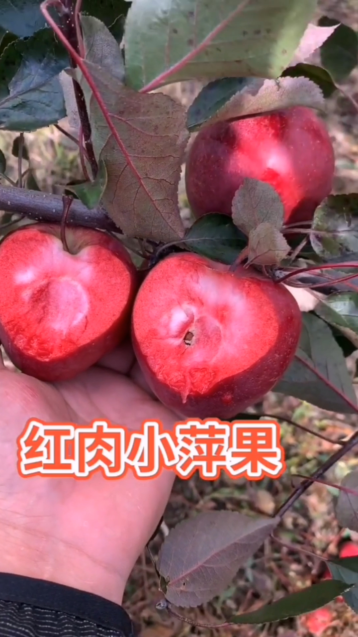 红肉苹果树苗 红肉苹果果实展示 红肉苹果树介绍