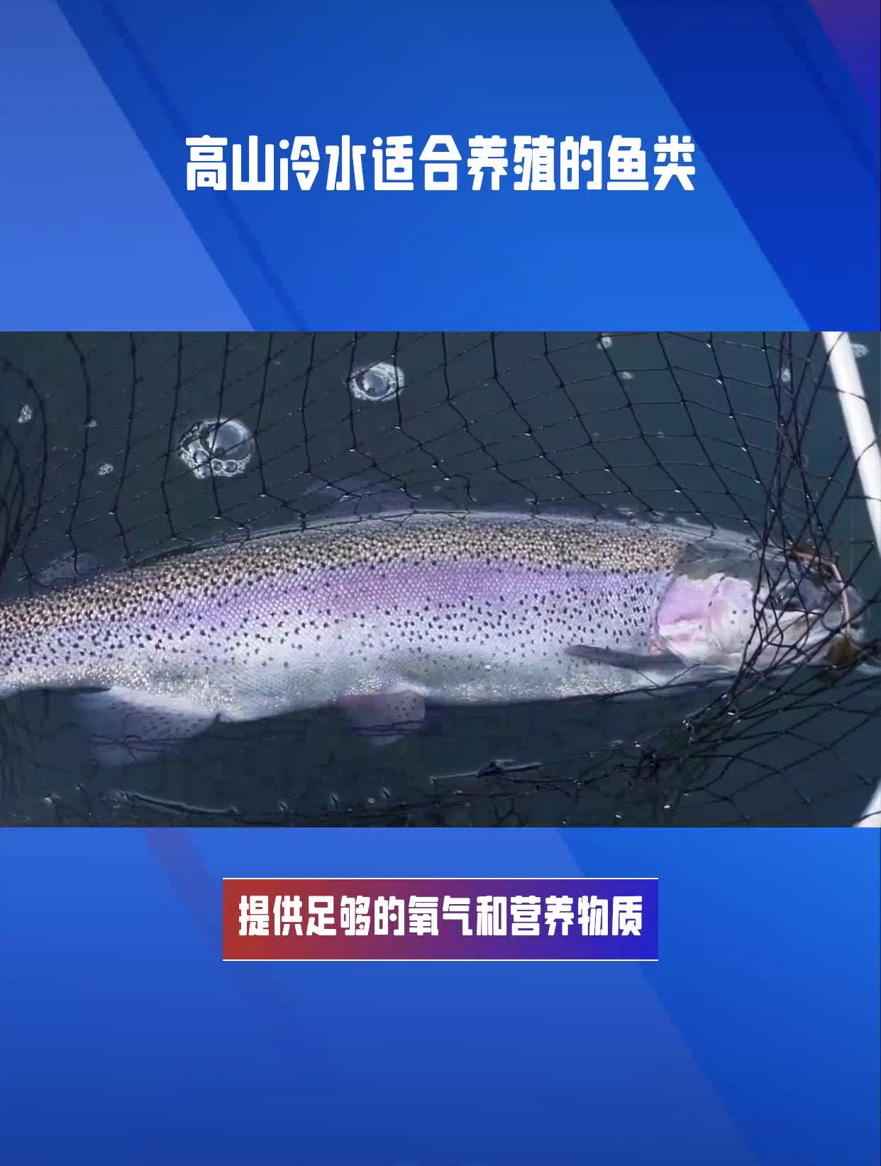 高山冷水养殖的独特鱼类,探索适合的养殖品种