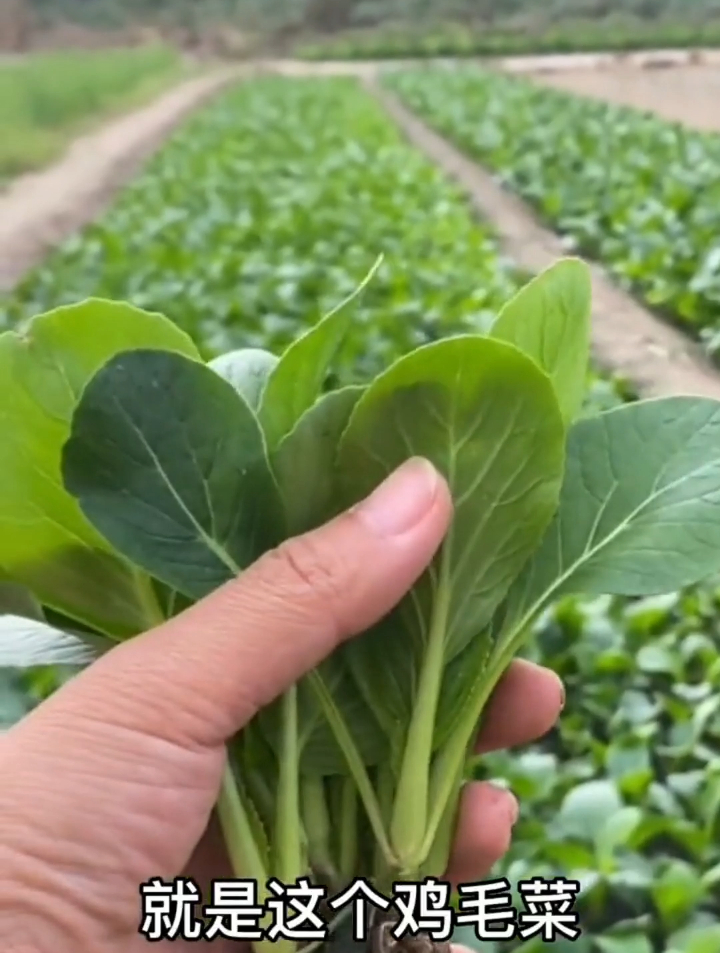 资深菜农透露:鸡毛菜种植有“技巧”!阳台小院都可以轻松种植!