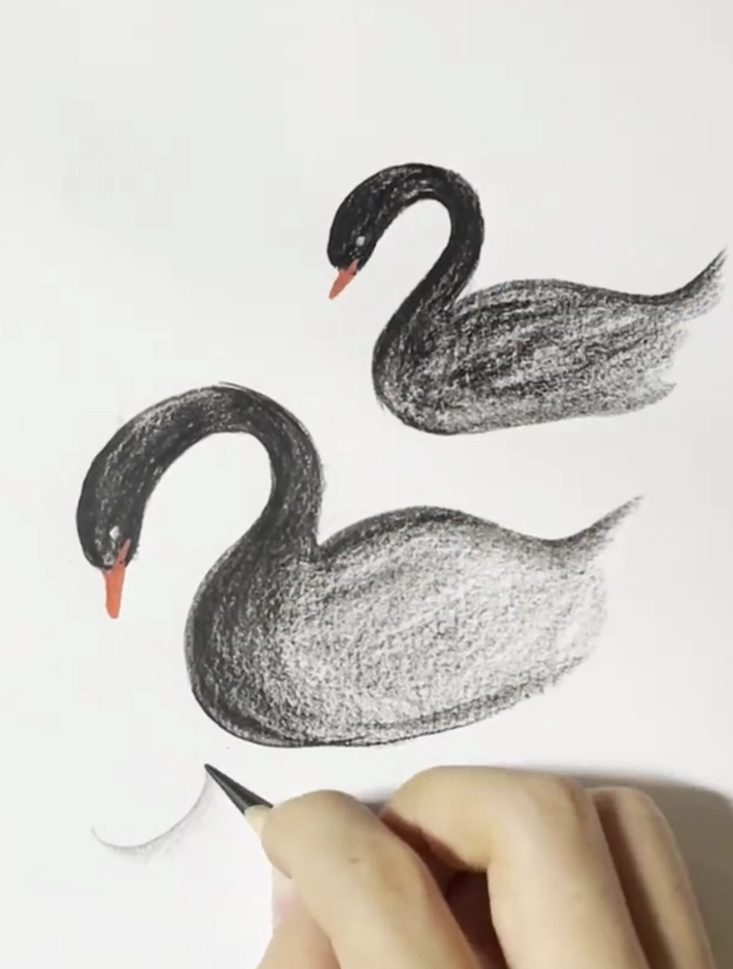 简单的画两只黑天鹅