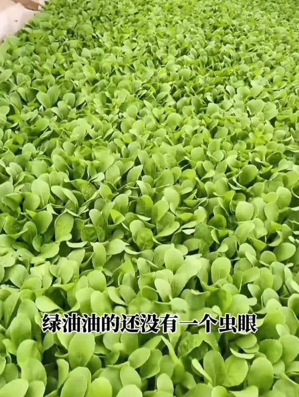 小白菜种上一周,该如何追肥?原来种菜高手都是用“它”