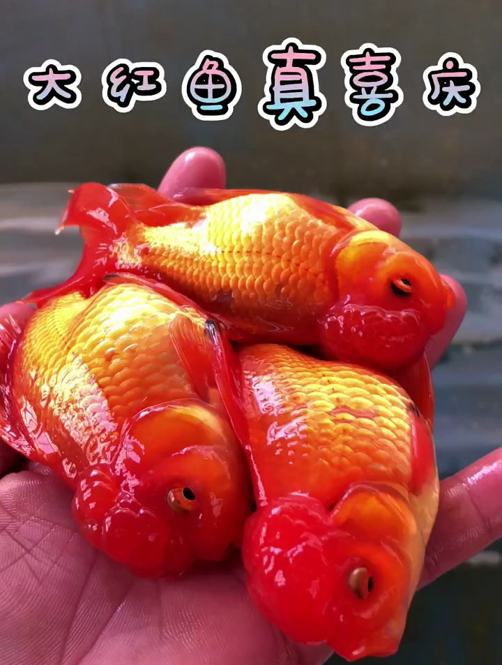 收获三条大红鱼兄弟们~