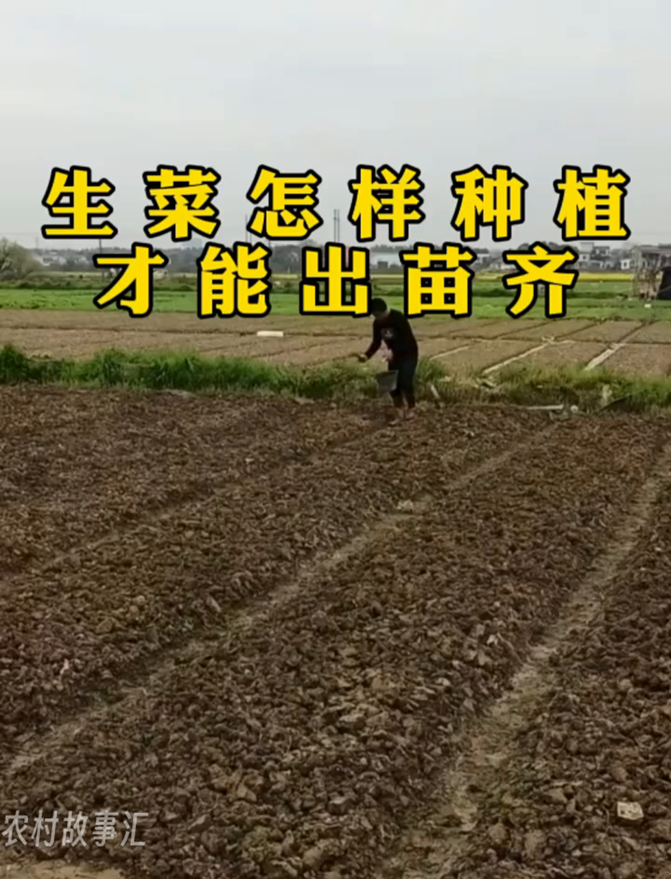 种生菜怎样才能长得齐整?