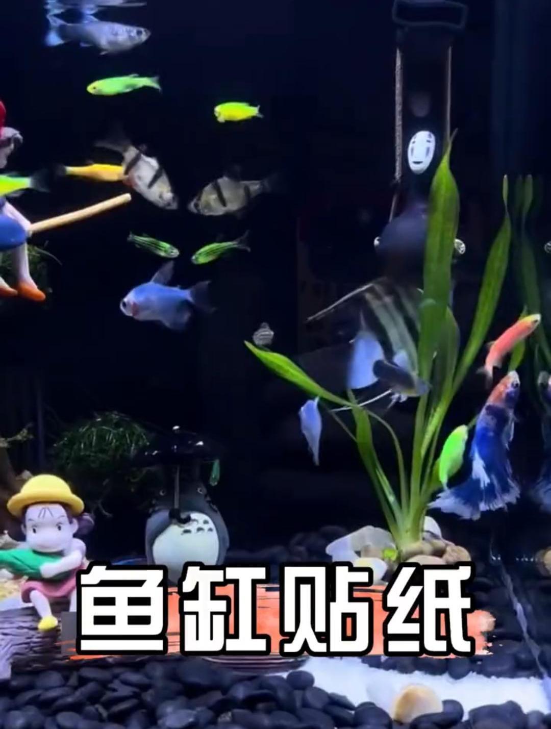 把它往鱼缸上一贴,鱼儿不跳缸不趴缸,条条发色艳丽巨好看!