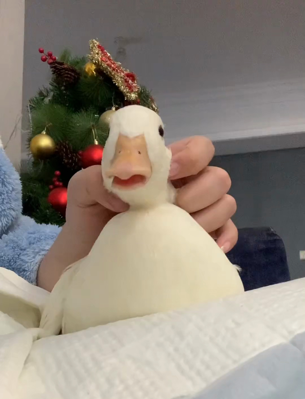 身为一只鸭子，居然怕鸭子？