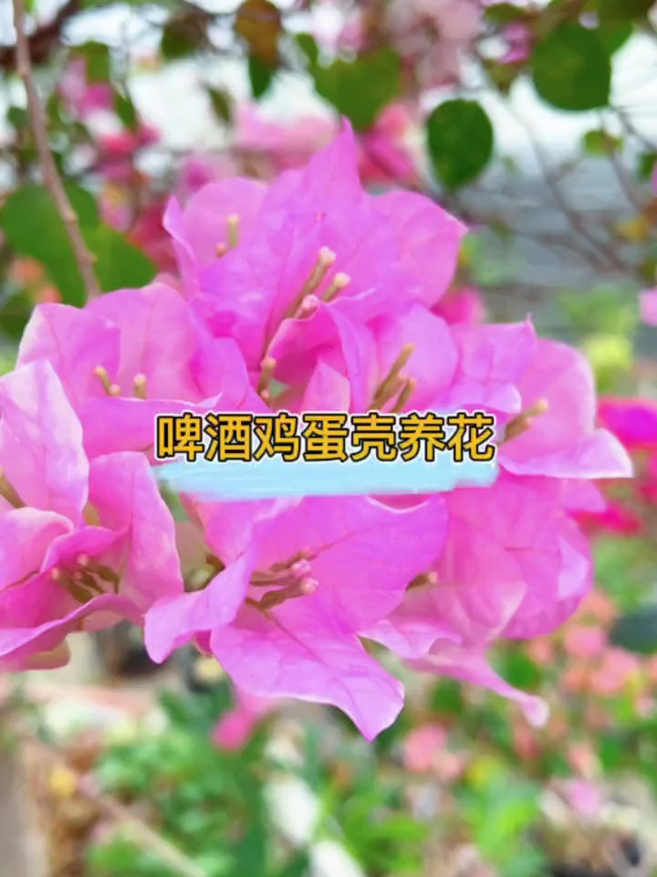 喝剩的啤酒,丢弃的鸡蛋壳,用来养花好处多多