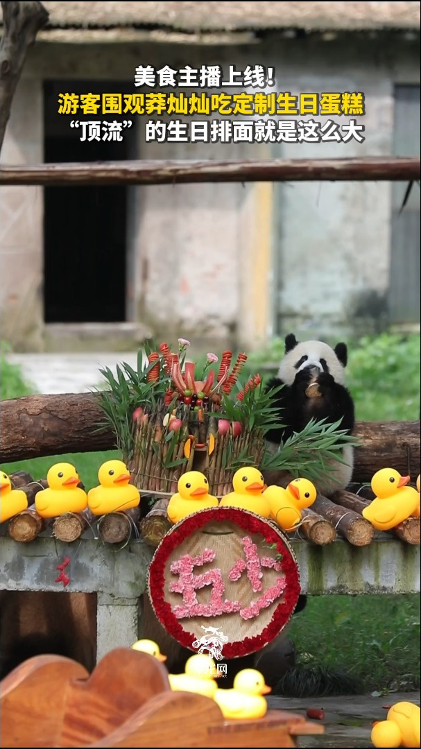 动海报|美食主播上线!游客围观莽灿灿吃定制生日蛋糕 “顶流”的生日排面就是这么大