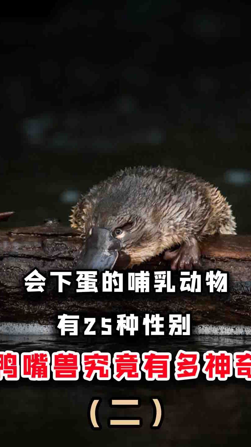 动物界的缝合怪,会下蛋的哺乳动物,鸭嘴兽到底有多神奇?