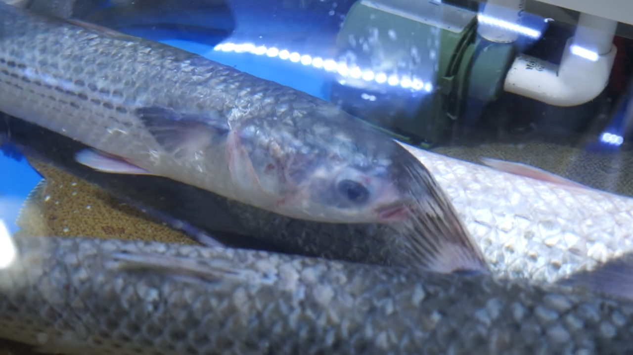 韩国人原来都喜爱吃活生鱼片,现抓活鱼然后师傅就开始处理了