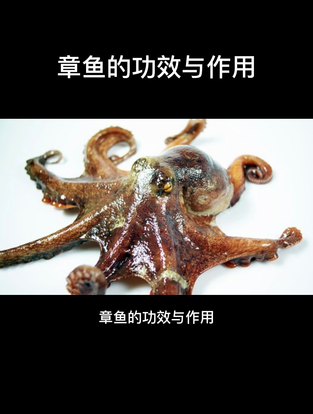 食疗:章鱼的功效与作用,很多人居然不知道!