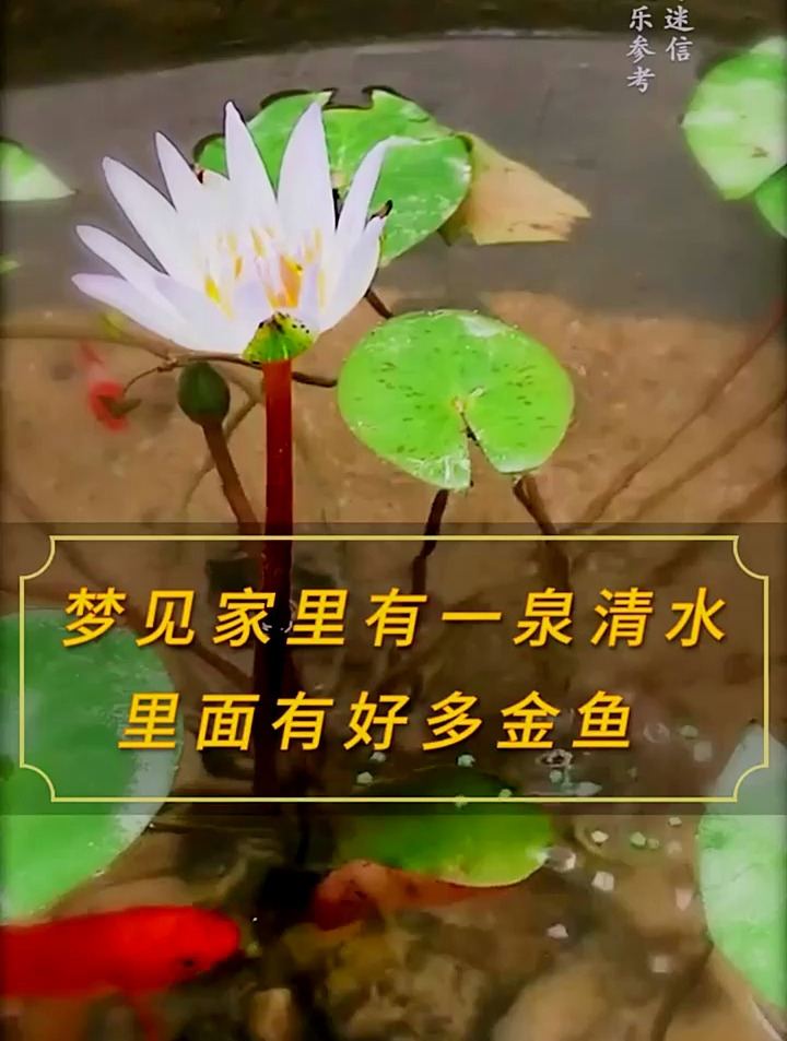 周公解梦:梦见家里有一泉清水,里面有好多金鱼