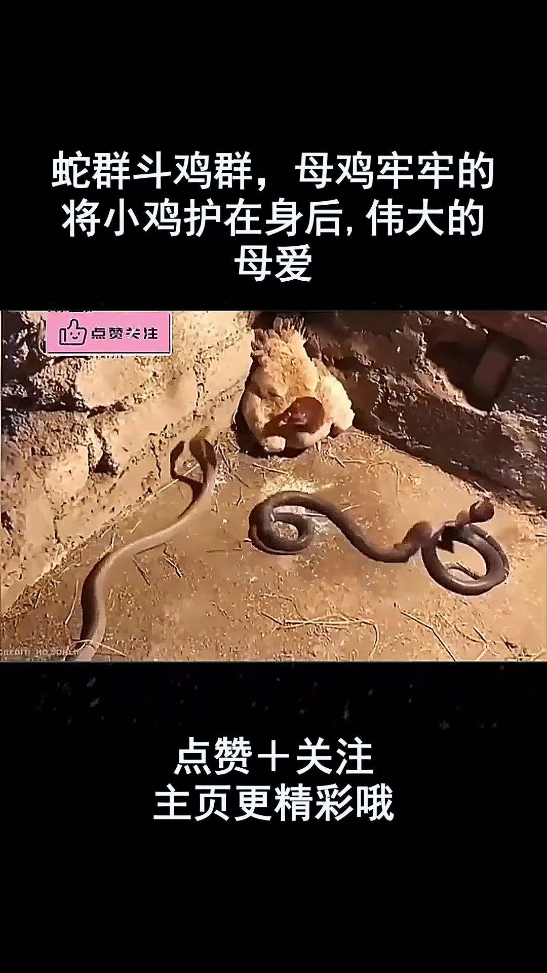 蛇群斗鸡群,母鸡牢牢的将小鸡护在身后,伟大的母爱