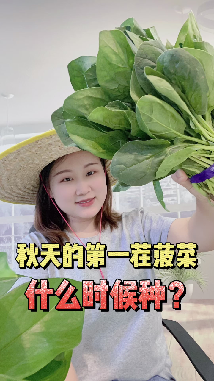 秋天的第一茬菠菜什么时候种植?