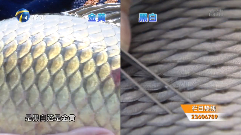 原来金色鲤鱼并不是野生的啊!记者得知这一消息后,惊讶不已!