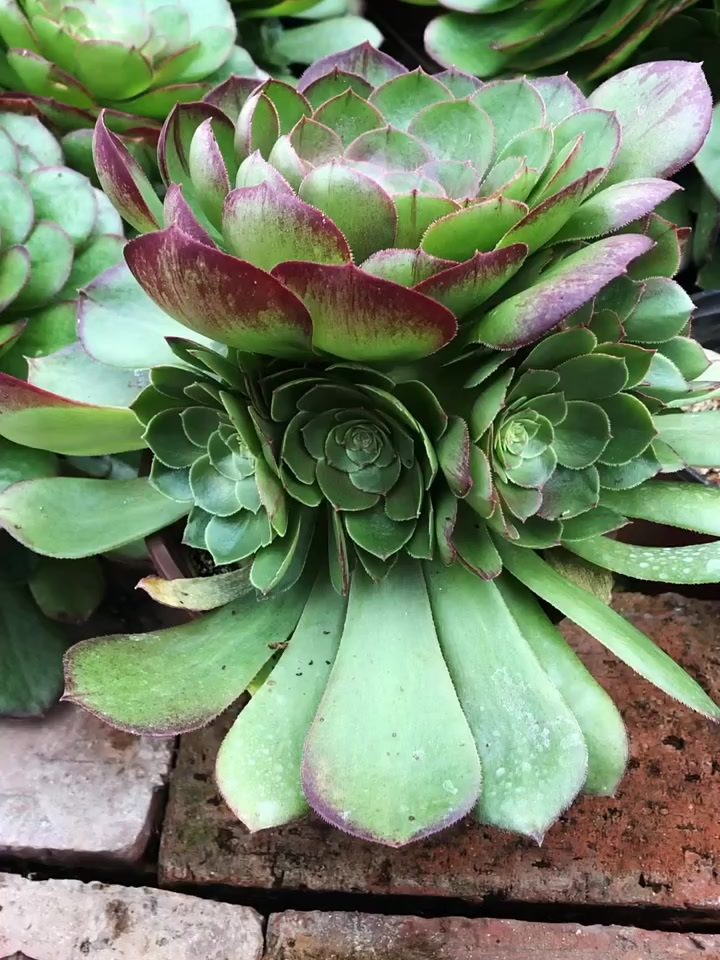 多肉植物养护小常识