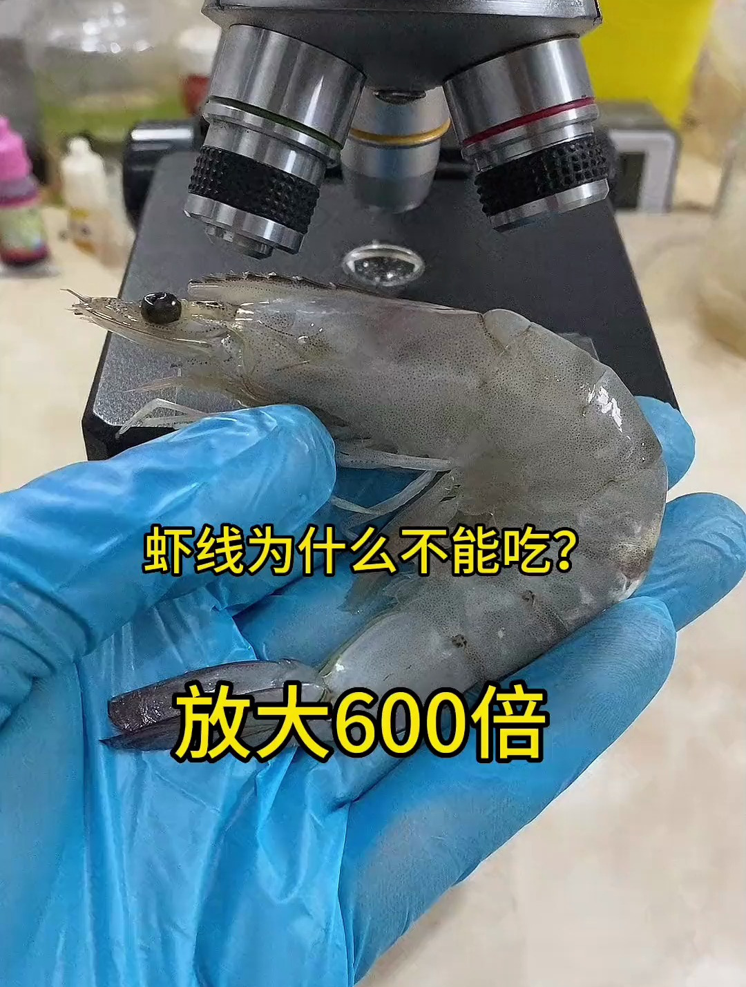 虾线为什么不能吃,用显微镜放大后,看完你就知道了