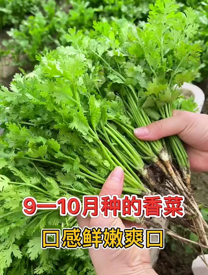 秋天是种植香菜做好的时间
