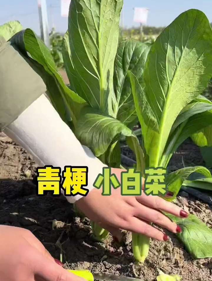 推荐你种点青梗小白菜,3天发芽19天左右就能采摘,怎么吃都好吃