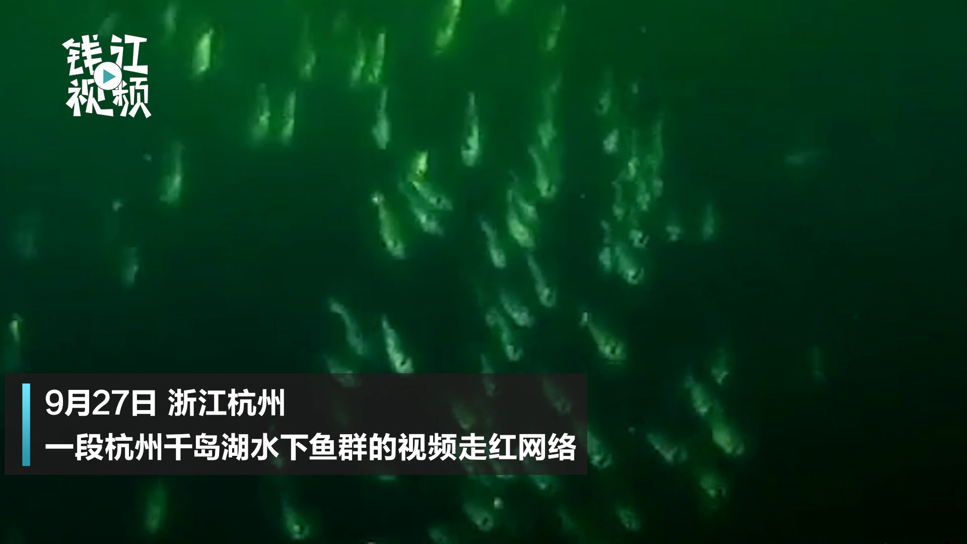 首次曝光!杭州千岛湖水下5米偶遇壮观包头鱼群