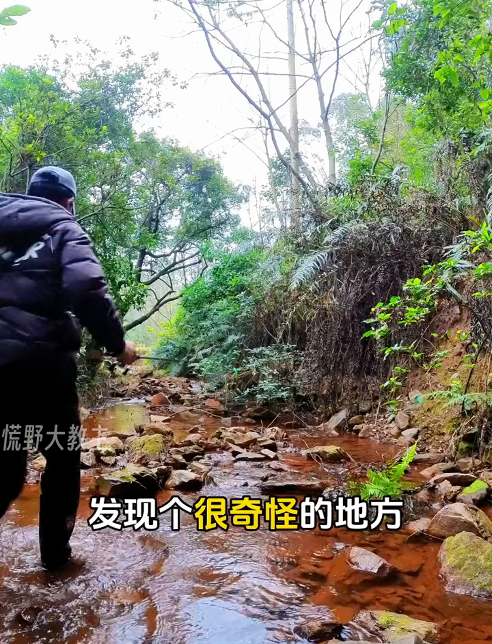 山里钓鱼遇到怪事,彩虹雷龙南鳢现身了!