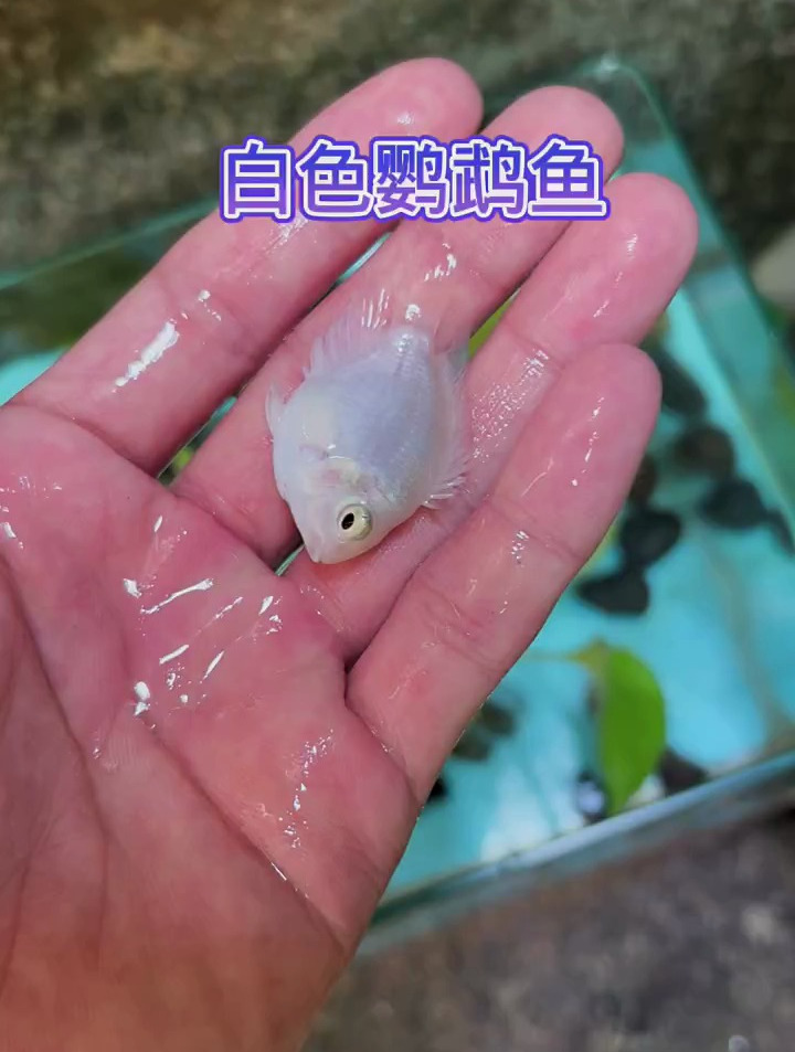 白色的鹦鹉鱼好漂亮啊